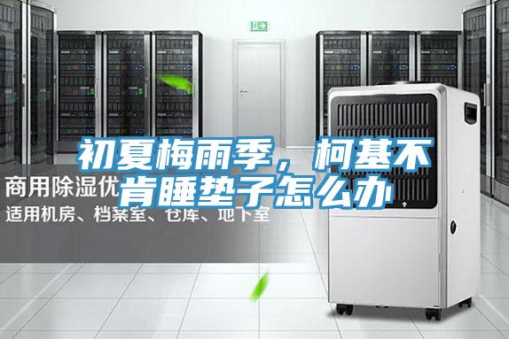 初夏梅雨季，柯基不肯睡墊子怎么辦
