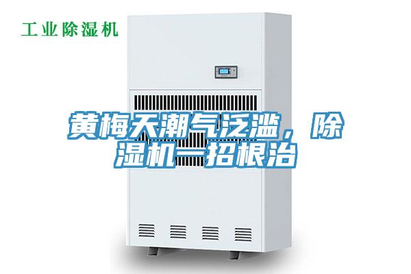 黃梅天潮氣泛濫，除濕機一招根治