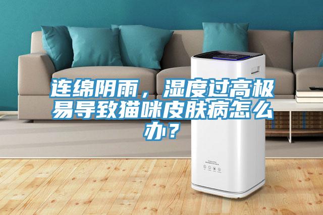 連綿陰雨，濕度過高極易導(dǎo)致貓咪皮膚病怎么辦？