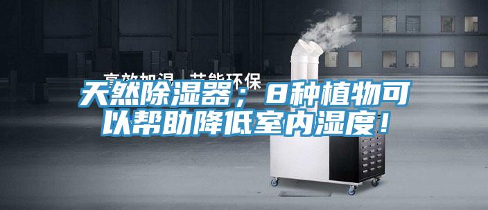 天然除濕器；8種植物可以幫助降低室內(nèi)濕度！