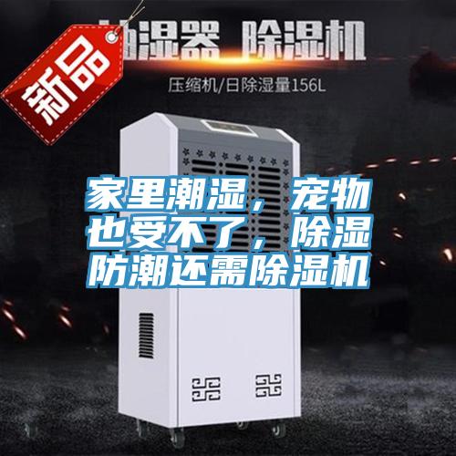 家里潮濕，寵物也受不了，除濕防潮還需除濕機(jī)